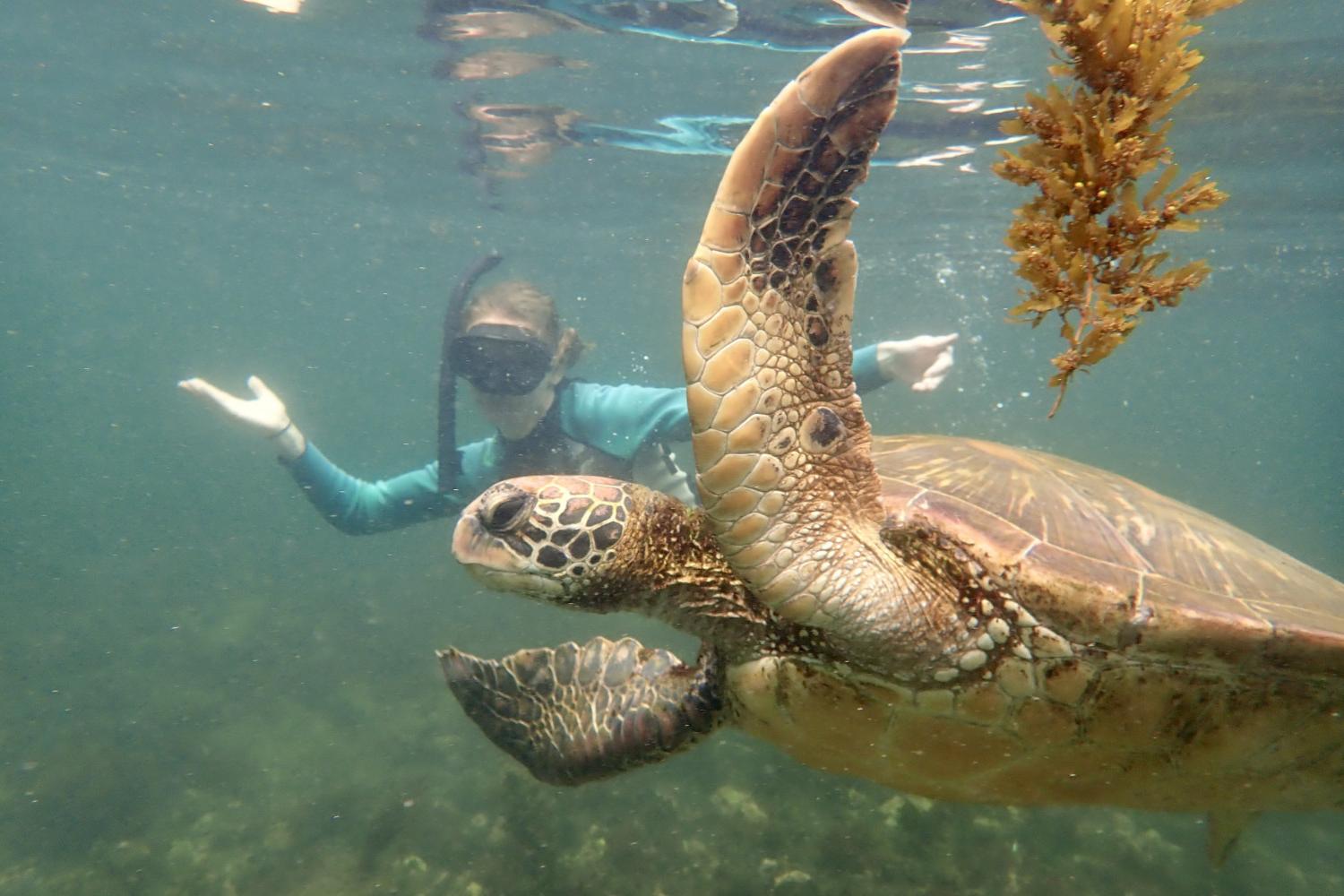 一名<a href='http://n.ngskmc-eis.net/'>bv伟德ios下载</a>学生在Galápagos群岛游学途中与一只巨龟游泳.